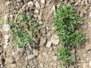 Chénopode blanc(Chenopodium album)_19
