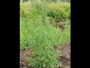 Chénopode blanc(Chenopodium album)_24