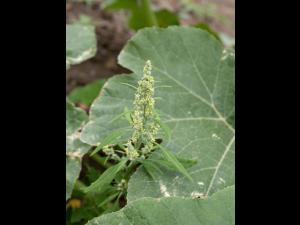 Chénopode blanc(Chenopodium album)_25