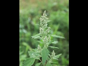 Chénopode blanc(Chenopodium album)_26