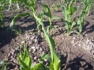 Maïs grain et fourrager - dicamba (4)_8