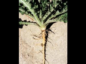 Chardon vulgaire(Cirsium vulgare)_5