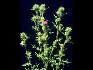 Chardon vulgaire(Cirsium vulgare)_7
