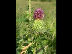 Chardon vulgaire(Cirsium vulgare)_17