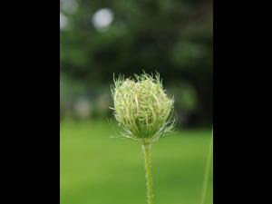 Carotte sauvage(Daucus carota)_17