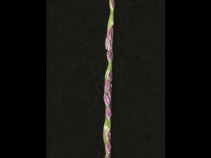 Digitaire astringente(Digitaria ischaemum)_18