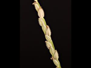 Digitaire astringente(Digitaria ischaemum)_28