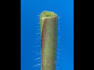 Digitaire sanguine(Digitaria sanguinalis)_18