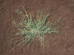 Digitaire sanguine(Digitaria sanguinalis)_21