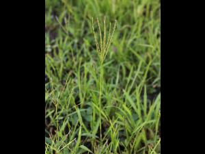 Digitaire sanguine(Digitaria sanguinalis)_25