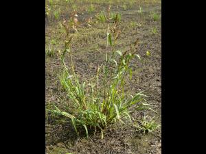 Pied-de-coq(Echinochloa crus-galli)_11