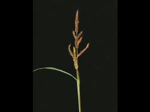 Pied-de-coq(Echinochloa crus-galli)_15