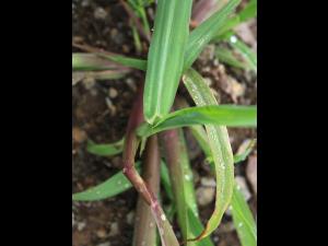 Pied-de-coq(Echinochloa crus-galli)_23