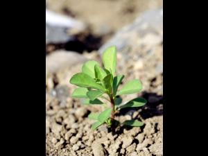 Euphorbe réveille-matin (Euphorbia helioscopia)_4