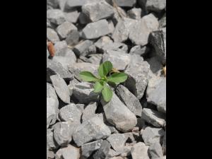 Euphorbe réveille-matin (Euphorbia helioscopia)_16