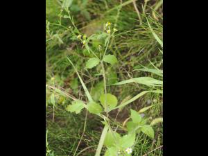 Galinsoga cilié (Galinsoga quadriradiata)_15