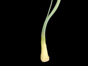 Oignon sec - glyphosate (9)_3