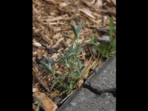 Gnaphale des vases (Gnaphalium uliginosum)_16