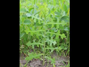 Laitue scariole (Lactuca serriola)_11