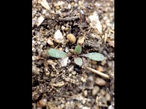 Lépidie densiflore (Lepidium densiflorum)_5