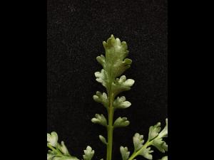 Lépidie densiflore (Lepidium densiflorum)_11