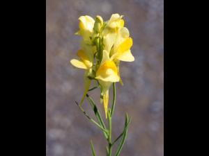 Linaire vulgaire (Linaria vulgaris)_4
