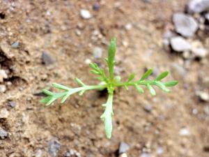 Matricaire odorante (Matricaria discoidea)_2
