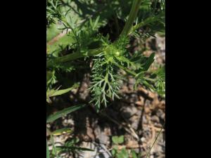 Matricaire odorante (Matricaria discoidea)_16