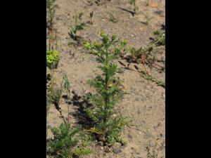 Matricaire odorante (Matricaria discoidea)_17