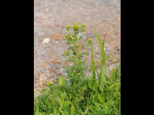 Matricaire odorante (Matricaria discoidea)_18