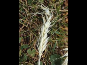 Triticale - dicamba (4)_2