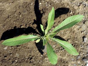 Onagre bisannuelle (Oenothera biennis)_2