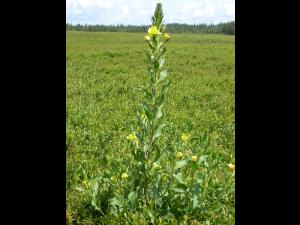 Onagre bisannuelle (Oenothera biennis)_9