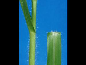 Panic capillaire (Panicum capillare)_4