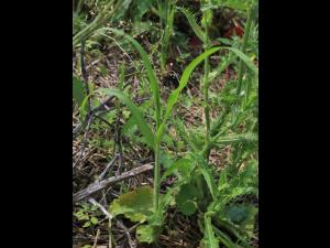 Panic capillaire (Panicum capillare)_17
