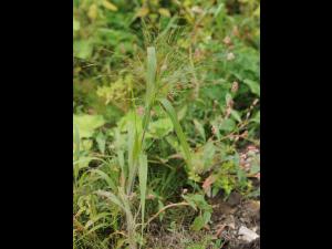 Panic capillaire (Panicum capillare)_19