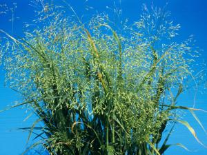 Panic millet (Panicum miliaceum)_3