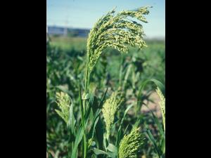 Panic millet (Panicum miliaceum)_7