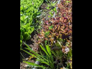 Plantain lancéolé (Plantago lanceolata)_2