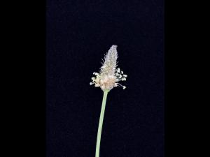 Plantain lancéolé (Plantago lanceolata)_8