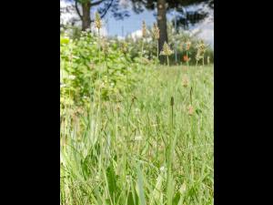 Plantain lancéolé (Plantago lanceolata)_9