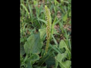 Plantain majeur (Plantago major)_21