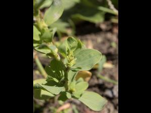 Renouée coriace (Polygonum achoreum)_10