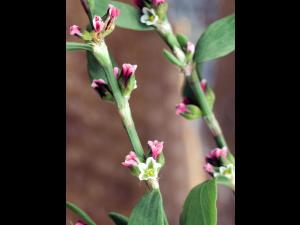 Renouée oiseaux (Polygonum aviculare)_4