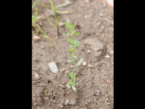 Renouée oiseaux (Polygonum aviculare)_6