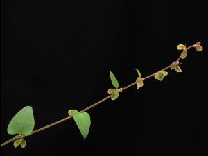 Renouée liseron (Fallopia convolvulus)_4