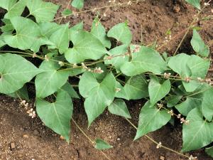 Renouée liseron (Fallopia convolvulus)_5