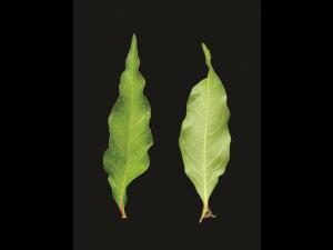 Renouée poivre eau (Persicaria hydropiper)_6