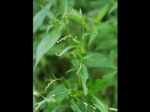 Renouée poivre eau (Persicaria hydropiper)_20