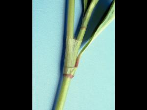 Renouée persicaire (Persicaria maculosa)_3